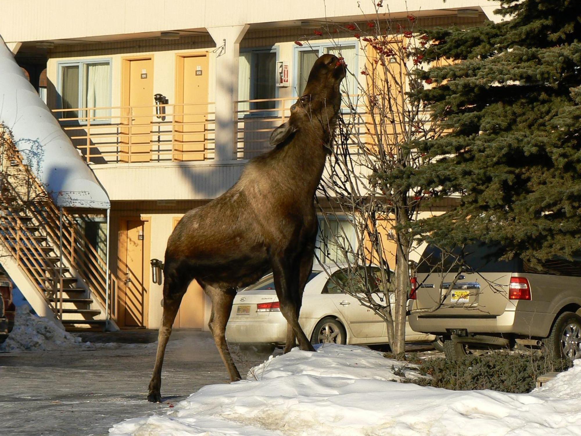 Puffin Inn Anchorage Exterior foto